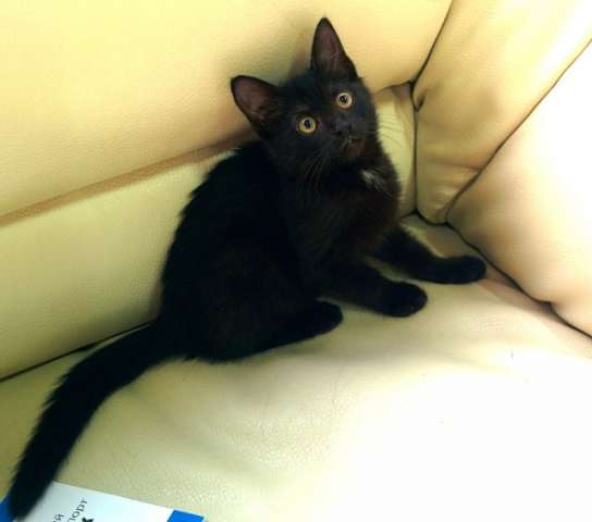 Милашка Лола, черненький котенок в дар. Милашка Лола, черненький котенок в дар.