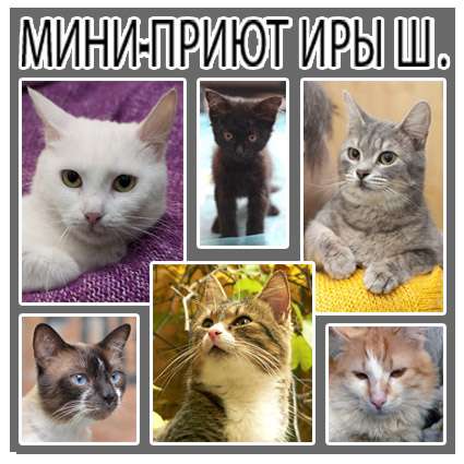 Мини-приют Ирины Ш.: множество питомцев на выбор Мини-приют Ирины Ш.: множество питомцев на выбор