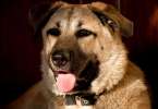 Большая и красивая собака Гульнара ищет дом! 