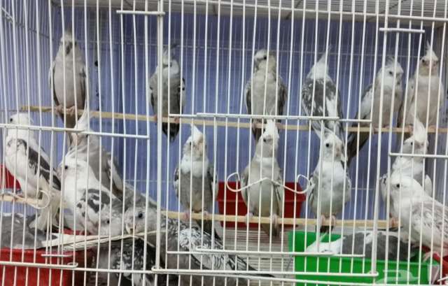 Белолицие белощёкие кореллы ручные птицы. Белолицие белощёкие кореллы ручные птицы.