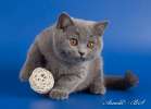 Голубые и лиловые британские плюшевые котята. 8-916-611-44-96
