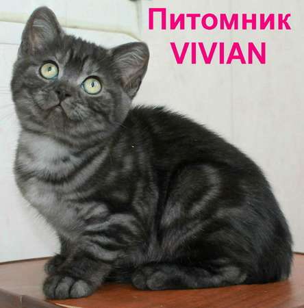 Британские  дымные котята  из питомнка VIVIAN.