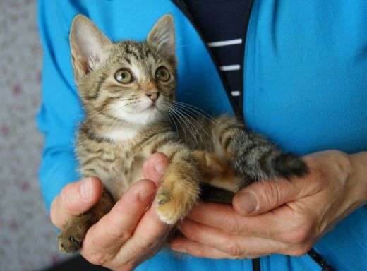 Самая ласковая на свете девочка-котенок 1,5 мес! Самая ласковая на свете девочка-котенок 1,5 мес!