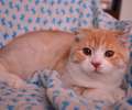 Видео. Красивый вислоухий красный пятнистый котик. 4 мес