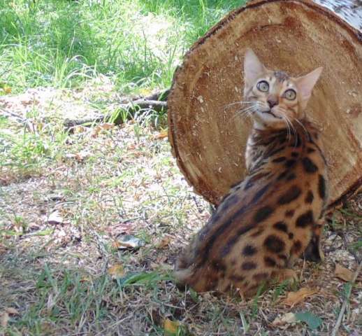 Бенгальские котята Бенгальские котята