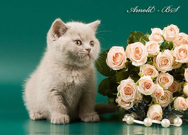 Лиловые британские котята. 8-916-611-44-96 Лиловые британские котята. 8-916-611-44-96