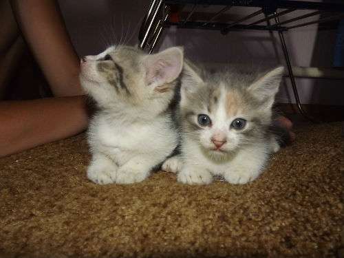 Милые котятки:3 Милые котятки:3