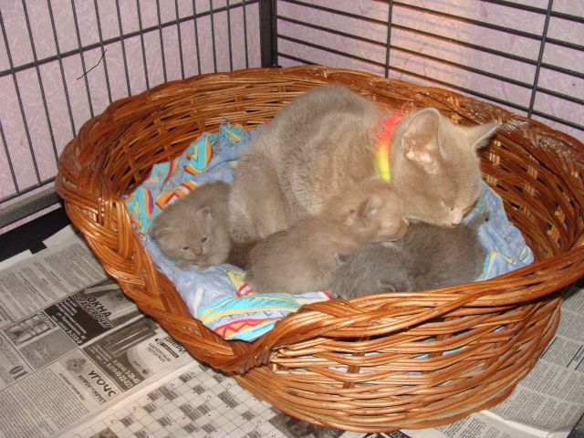 пПродам бретанских котят пПродам бретанских котят