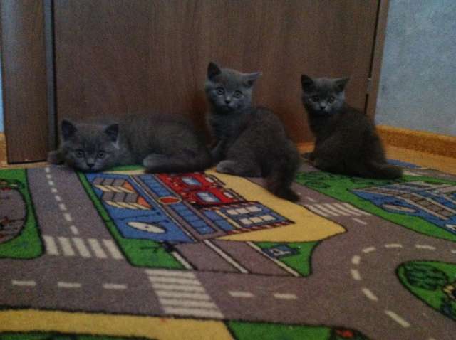 Продам британских котят Продам британских котят
