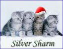 питомник SILVER SHARM предлагает британских и шотландских вислоухих котят Ам