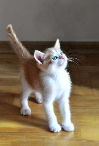 Самые лучшие котята ищут дом Самые лучшие котята ищут дом