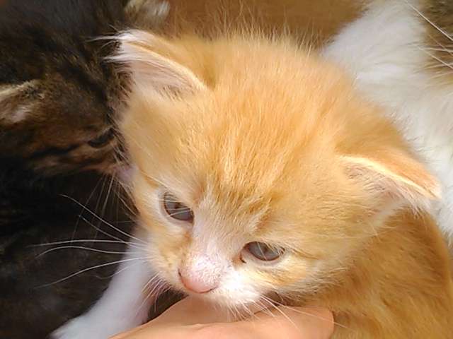 Сибирские котята 2 месяца Сибирские котята 2 месяца