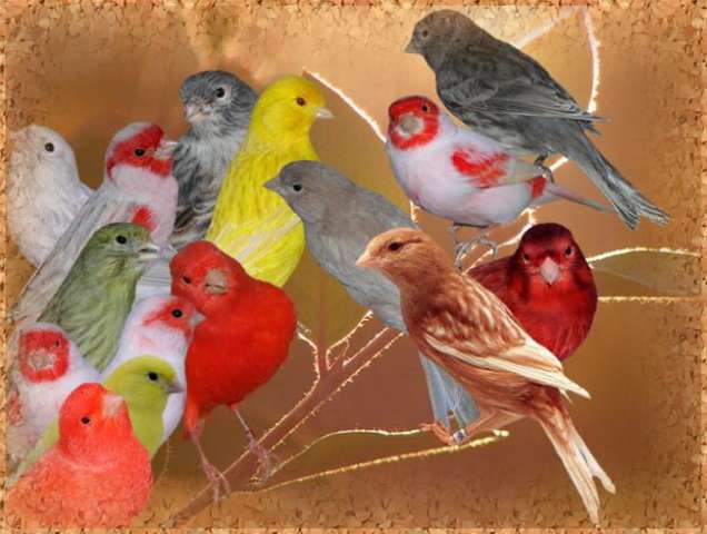 Canary Red хохлатый красный выставочный. Канарейки Canary Red хохлатый красный выставочный. Канарейки