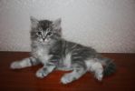 Продается сибирский котенок