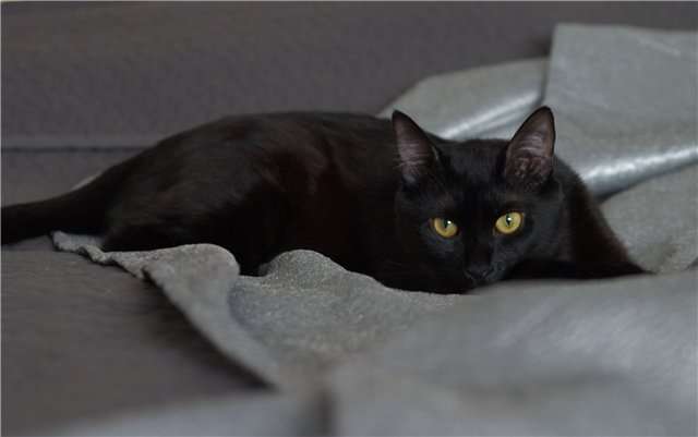 В дар черный котик Кеша, 10 мес. В дар черный котик Кеша, 10 мес.