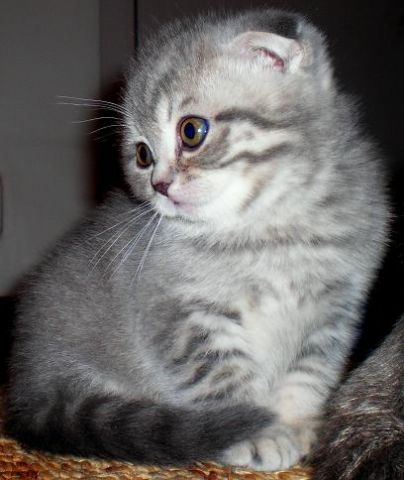 Продаются котята породы Скоттиш-фолд с родословной Продаются котята породы Скоттиш-фолд с родословной