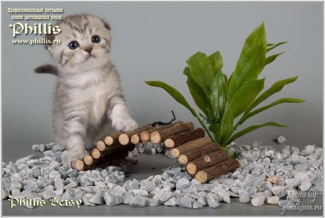 Котята для души и выставок Котята для души и выставок