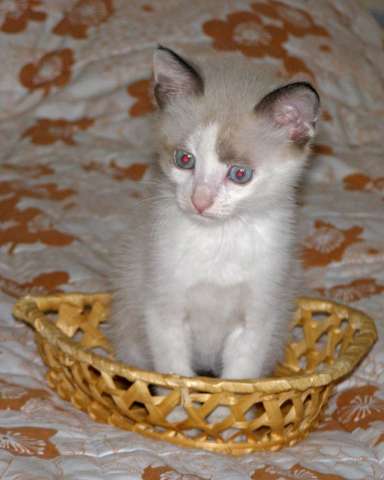 Котенок с голубыми глазами в дар. Котенок с голубыми глазами в дар.
