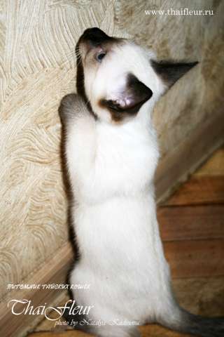 Тайские котята Тайские котята