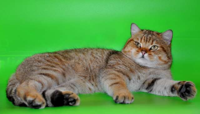 Приглашаем вислоухих кошечек на вязку ! Приглашаем вислоухих кошечек на вязку !