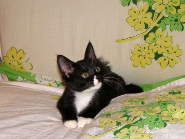 Котята в дар. м.Сходненская. Котята в дар. м.Сходненская.