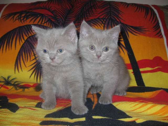 Британские котята Британские котята