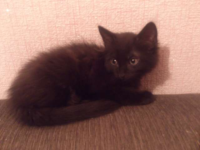 Отдам котейку! Отдам котейку!