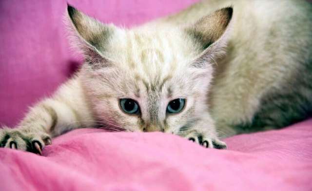 Котятки-уютные талисманчики, 4,5 мес. Котятки-уютные талисманчики, 4,5 мес.