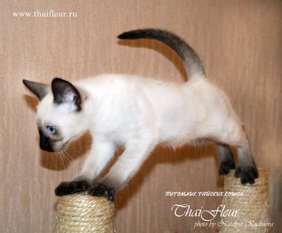 Тайские клубные котята Тайские клубные котята