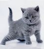 Британские плюшевые котята. Очаровательные мордашки