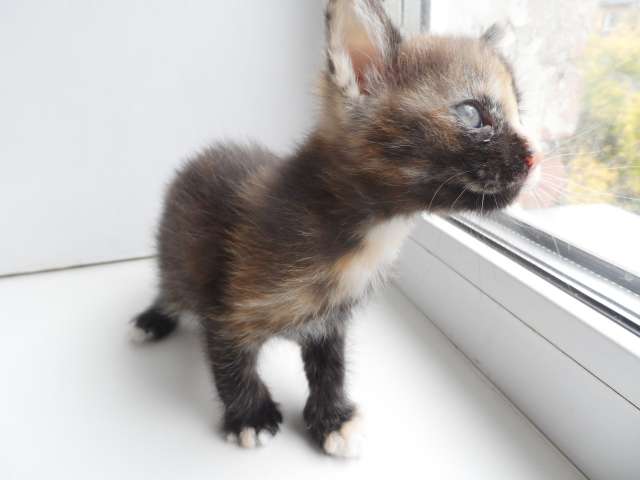 Отдам котенка Отдам котенка