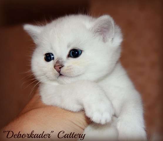 Настоящий снежный котик Настоящий снежный котик