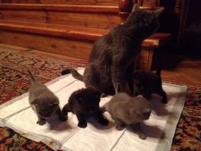 Отдам в добрые руки 4 котят! Отдам в добрые руки 4 котят!
