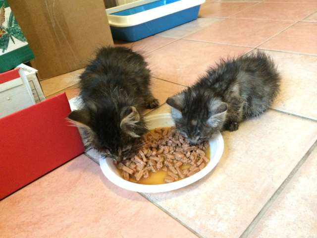 Отдам котят в добрые руки Отдам котят в добрые руки