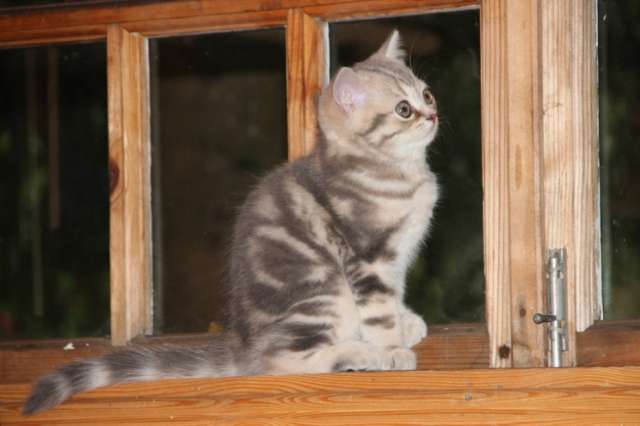Эффектный шотландский котёнок Эффектный шотландский котёнок