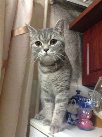 Ищем кота на вязку Ищем кота на вязку