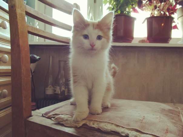 СРОЧНО ОТДАМ В ДАР КОТЁНКА. МАЛЬЧИК. ПРИМЕРНО 2МЕСЯЦА СРОЧНО ОТДАМ В ДАР КОТЁНКА. МАЛЬЧИК. ПРИМЕРНО 2МЕСЯЦА
