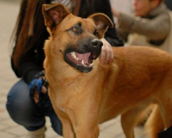 Умный, добрый, воспитанный молодой песик в дар.(прошел курс дрессировки на площадке)