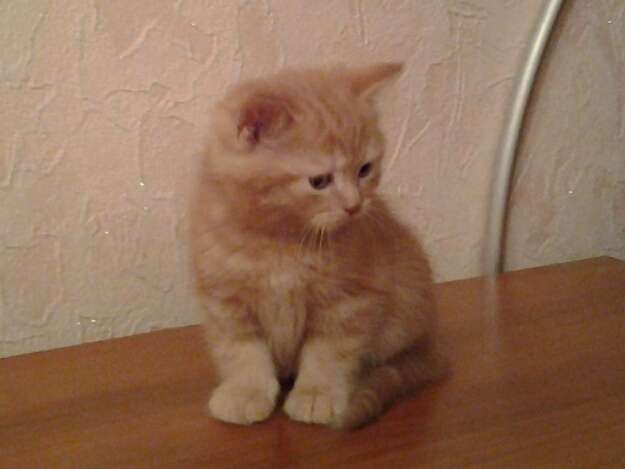 шотландские котята шотландские котята
