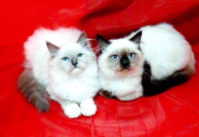 Котята Рэгдолл Котята Рэгдолл