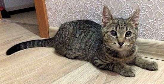 Ищет дом молодой котик Томас! Ищет дом молодой котик Томас!