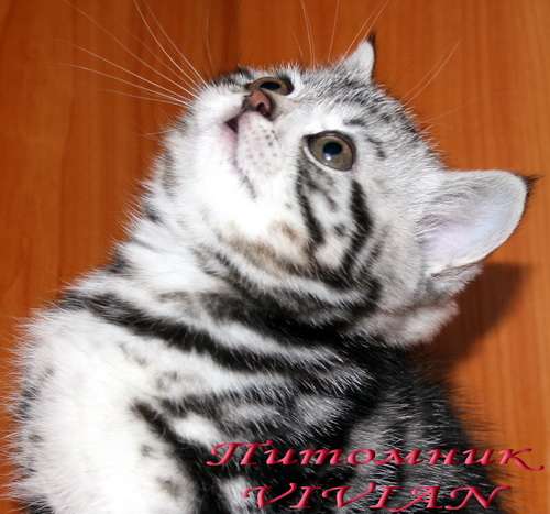 Британские котята мрамор из питомника VIVIAN. Британские котята мрамор из питомника VIVIAN.