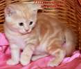 Британские  котята красный мрамор на серебре из питомника VIVIAN.