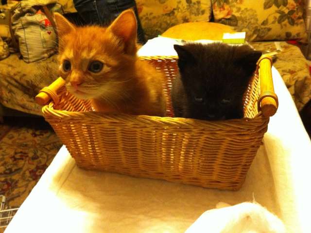Котята в добрые руки! 