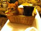 Котята в добрые руки! 