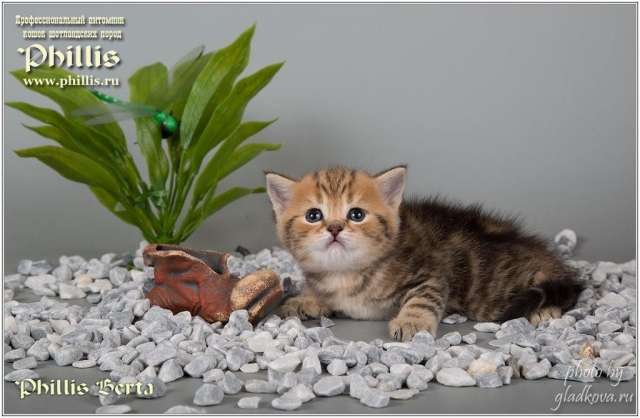 Прекрасные котята Прекрасные котята