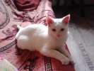 Космик-ласковый беленький котик ищет дом!