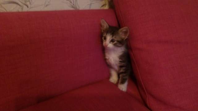 Отдам котенка бесплатно Отдам котенка бесплатно