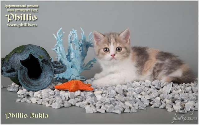 Классные шотландские котята Классные шотландские котята