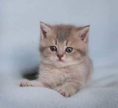 БРИТАНСКИЕ КОТЯТА БРИТАНСКИЕ КОТЯТА